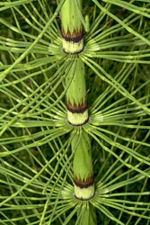 equisetum telmateia braunii thumbnail graphic